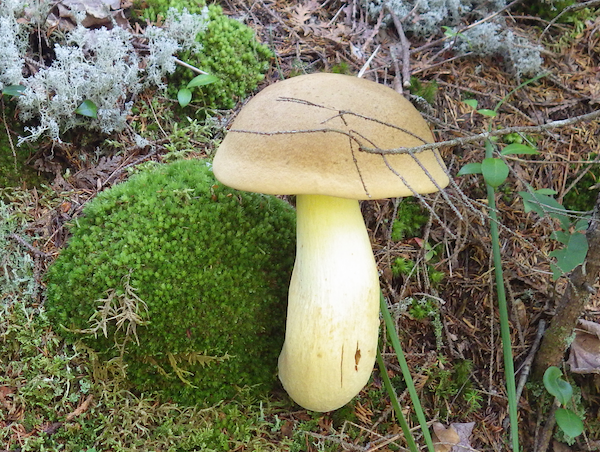 A picture of a mushroom.