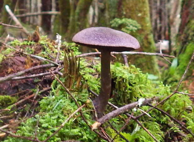 A picture of a mushroom. 