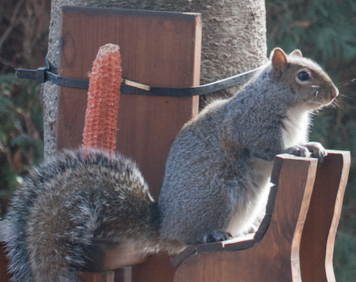 A picture of a squirrel perched on a bench