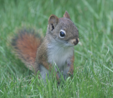 A picture of a squirrel. 