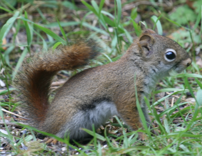 A picture of a squirrel. 