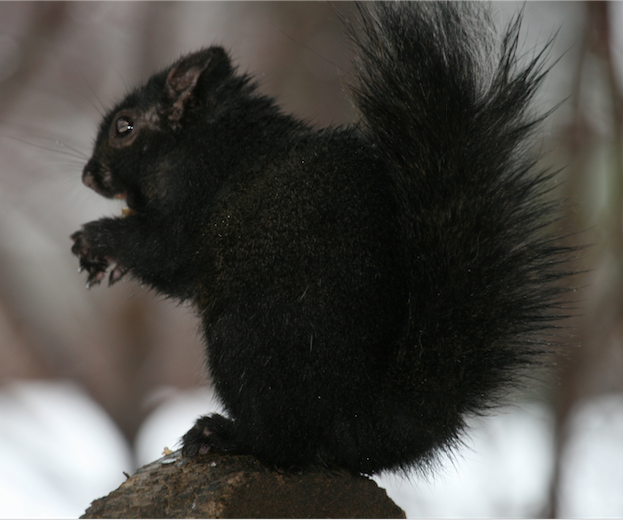 black squirrel.