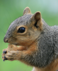 A picture of a squirrel eating. 